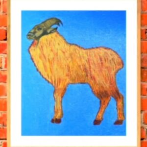 Himalayan Tahr